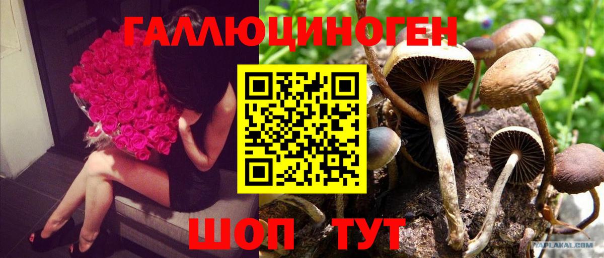 Псилоцибиновые грибы мицелий Сибай